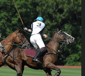 creative commons images polo horses at DuckDuckGo