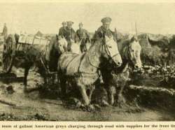 Equine Welfare Charity & World War One Centennial Commission