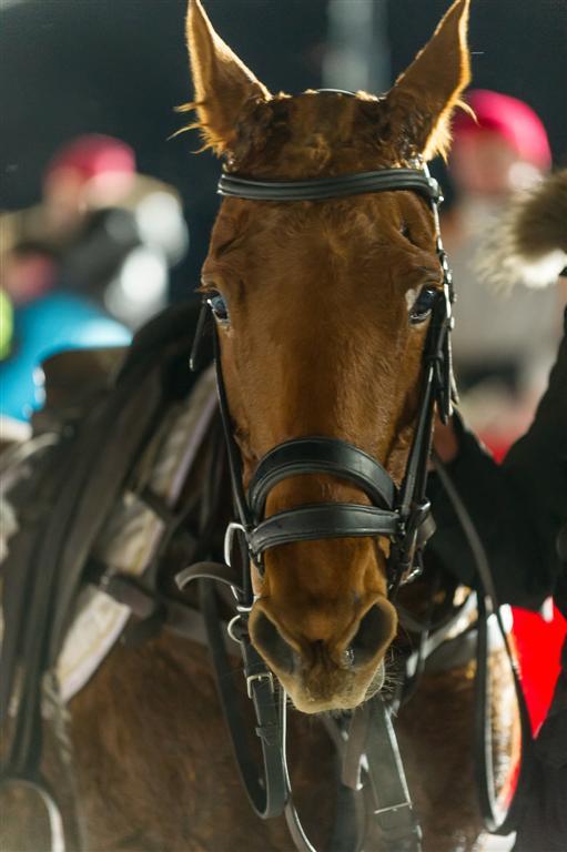  DSC7716-Modifier---andyparant.com